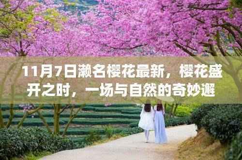 樱花盛开之日的奇妙邂逅