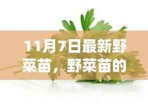 野菜苗的秘密，一场友情与陪伴的温馨之旅（11月7日最新资讯）