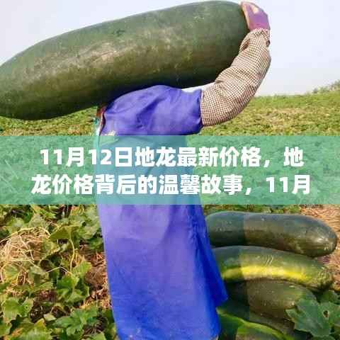 11月12日地龙最新价格揭秘，价格背后的温馨故事与奇遇