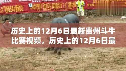 历史上的12月6日贵州斗牛比赛,最新视频与全方位评测介绍