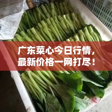 广东菜心今日行情,最新价格一网打尽!