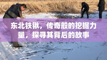 东北铁锹,传奇般的挖掘力量,探寻其背后的故事