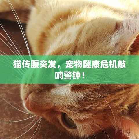 猫传腹突发,宠物健康危机敲响警钟!