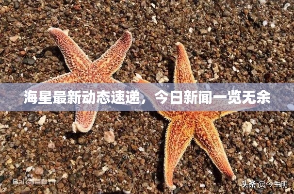 海星最新动态速递,今日新闻一览无余
