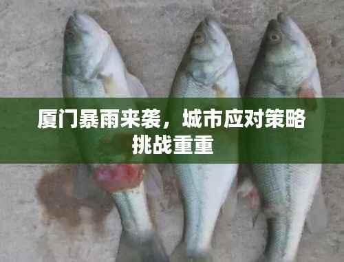 厦门暴雨来袭,城市应对策略挑战重重